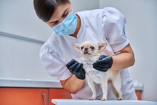 Small chihuahua dog being examined by a dentist doctor in a veterinary clinic. Pets, medicine, hygiene, care, animals concept