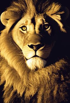 Portrait of a Lion. Close-up of wild lion face on black background.
