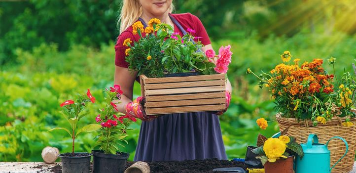 A woman is planting flowers in the garden. Selective focus. People.