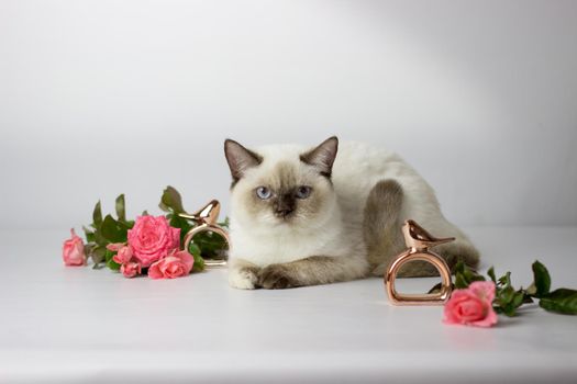 British shorthair colorpoint cat. Beautiful yang female cat with flowers. Kitten in the basket