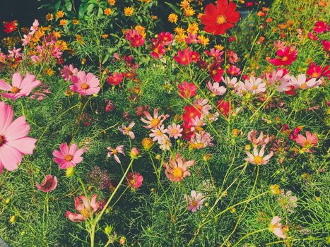 Springtime, beauty in nature and gardening concept - Daisy flowers in sunny garden