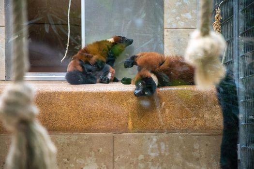 a couple large brown lemur resting in an aviary on a shelf in a zoo. High quality photo