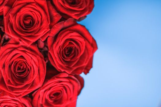 Blooming rose, flower blossom and Valentines Day present concept - Luxury bouquet of red roses on blue background, flowers as a holiday gift