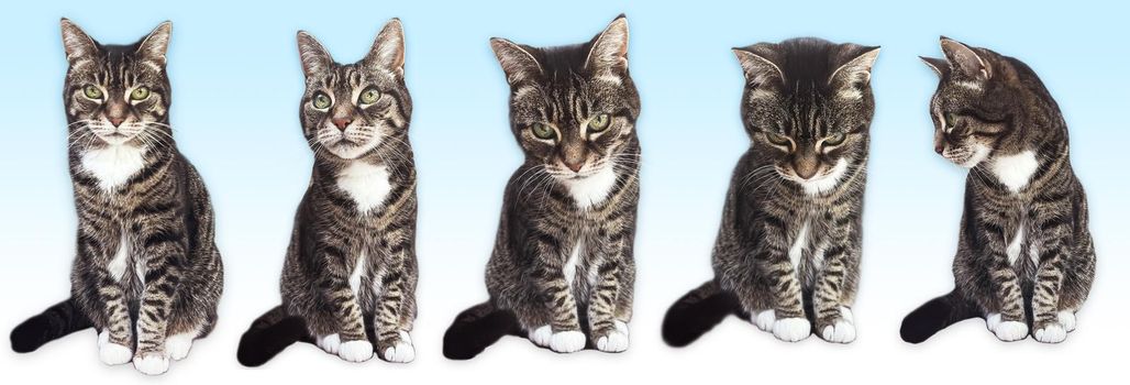 Beautiful female tabby cat, lovely adorable pet, studio portrait