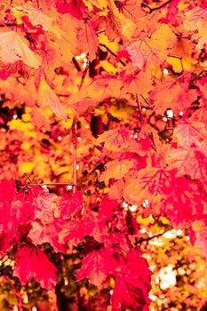 Seasonal travel, retro backdrop and rural environment concept - Beautiful autumn landscape background, vintage nature scene in fall season