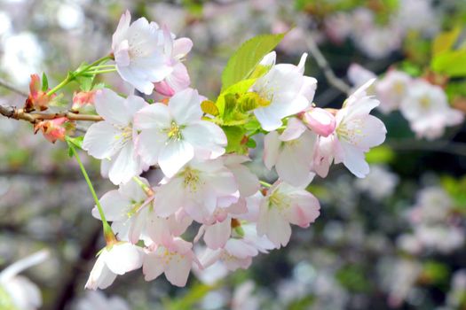 Beautiful flowering branch of cherry and apple tree in the garden in spring. Background of nature, the beginning of spring