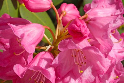 Close-up on a pink flowering rhododendron branch in the park. Nature background