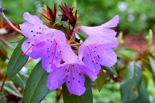 Purple flowers of blooming azalea in summer park