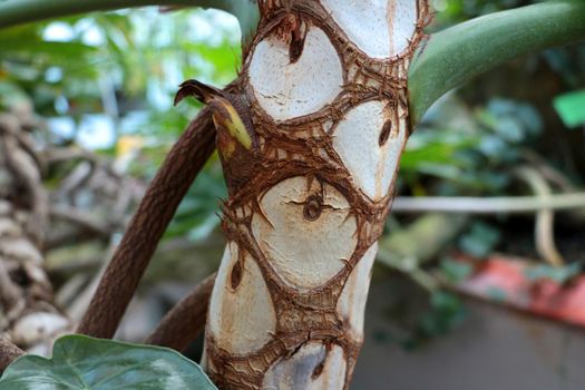 Close-up on the trunk of a palm tree