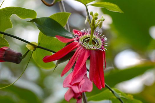 Passiflora racemosa or Passiflora racemosa is a species of the genus Passiflora of the Passiflora family from eastern Brazil