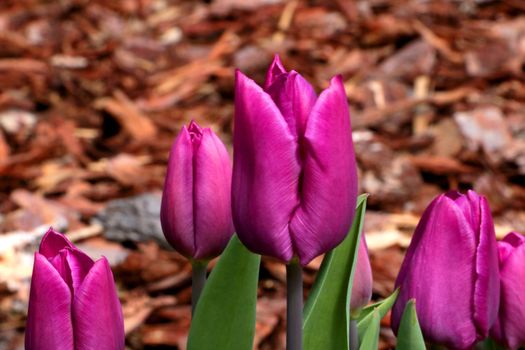 Dark burgundy tulips bloom in the garden