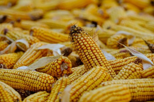 Large piles of corn were placed in the fields from the collection. Agriculture corn harvesting farming on field. download image