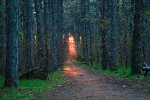 Magical scenic and pathway through woods with the morning sun on end. Dramatic scene and picturesque picture. Wonderful natural background. Explore the world's beauty. path in the forest download photo