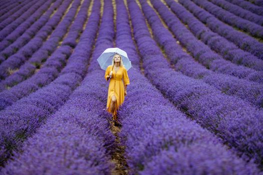 A middle-aged woman in a lavender field walks under an umbrella on a rainy day and enjoys aromatherapy. Aromatherapy concept, lavender oil, photo session in lavender.