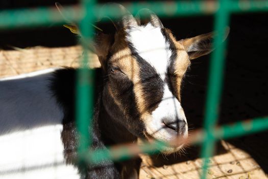 Wild goat in captivity. Goat close-up behind the bars of the cage in the zoo. Locked animal.