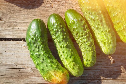 Flowering and fruiting of cucumbers. Green cucumbers. Yellow flower on branch. Growing cucumbers in greenhouse. Vegetable farm in village.