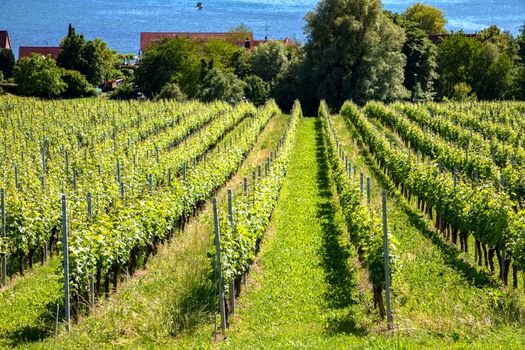 beautiful rows of a green vineyard near the lake