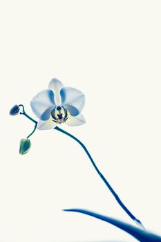 Blooming flowers, botanical design and nature beauty concept - Orchid flower in bloom, abstract floral art background