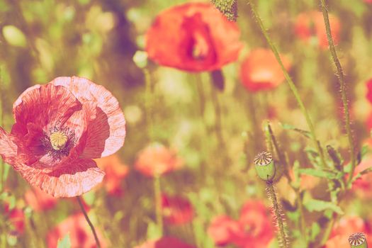 a herbaceous plant with showy flowers, milky sap, and rounded seed capsules. poppies contain alkaloids and are a source of drugs such as morphine. Delicate red scarlet wild poppy flowers close up