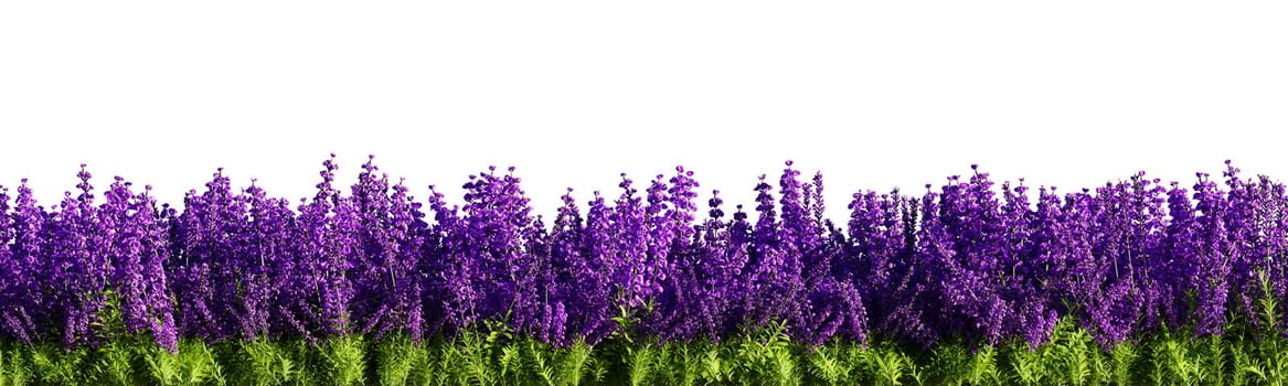 Lavender isolated on white background. 3D rendering illustration.