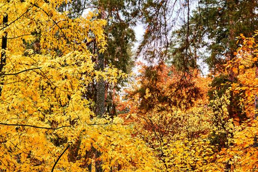 Autumn is the most colorful time of the year from all seasons, when nature changes its usual appearance to golden colors in autumn sun. Autumn golden branches with bright yellow orange leaves.