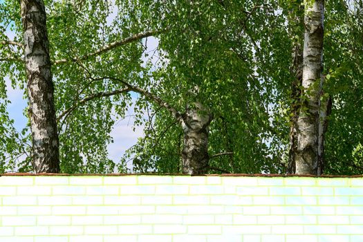 a slender, fast-growing tree that has thin bark often peeling and bears catkins. Three vibrant birch trees with lush green fresh foliage. Space for text. High quality photo