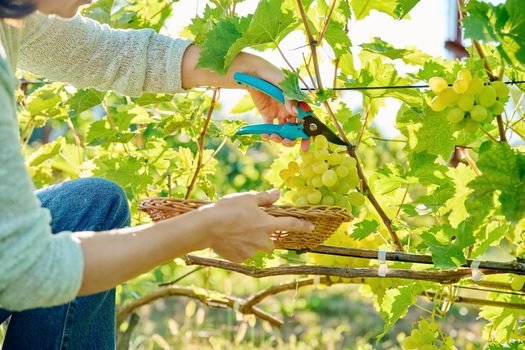 Close-up of woman hand cutting with secateurs harvest of green organic ripe grapes in summer autumn vineyard. Agriculture harvesting farming, natural eco fruits food, healthy eating concept