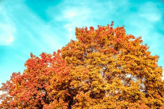 Seasonal travel, retro backdrop and rural environment concept - Beautiful autumn landscape background, vintage nature scene in fall season