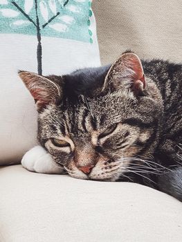 Beautiful female tabby cat at home, adorable domestic pet portrait, close-up