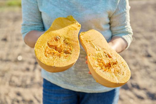 Closeup ripe fresh pumpkin cut in half in woman hands, farm vegetable garden fall season background. Gardening, farming, harvesting, healthy vitamin food, natural organic vegetables, vegetarianism