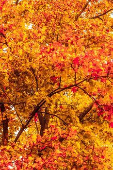 Seasonal travel, retro backdrop and rural environment concept - Beautiful autumn landscape background, vintage nature scene in fall season