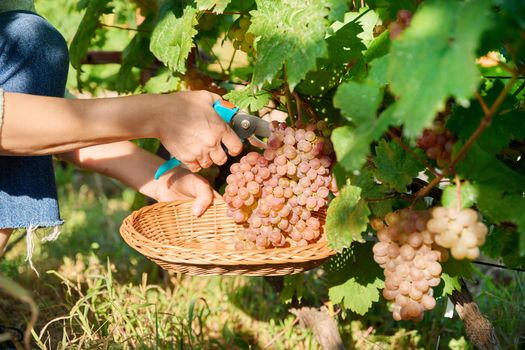 Close-up of woman hand cutting with secateurs harvest of pink organic ripe grapes in summer autumn vineyard. Agriculture harvesting farming, natural eco fruits food, healthy eating concept