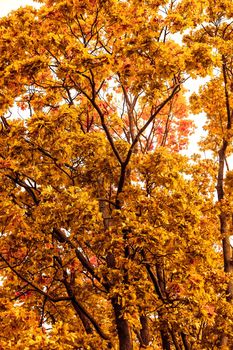 Seasonal travel, retro backdrop and rural environment concept - Beautiful autumn landscape background, vintage nature scene in fall season