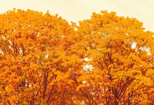 Seasonal travel, retro backdrop and rural environment concept - Beautiful autumn landscape background, vintage nature scene in fall season