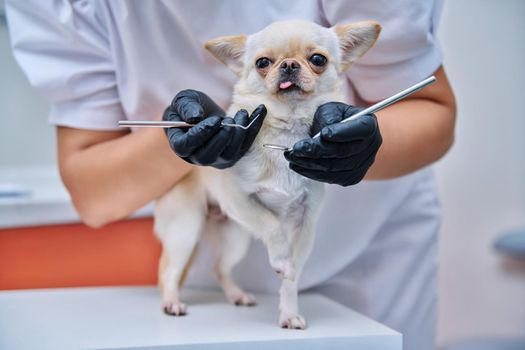 Small chihuahua dog being examined by a dentist doctor in a veterinary clinic. Pets, medicine, hygiene, care, animals concept