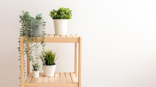 Various artificial succulents with exotic plants stand in white ceramic pots on a wooden shelf against a white wall. Space for copying. Wide banner