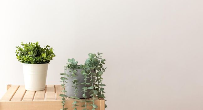 Various artificial succulents with exotic plants in white ceramic pots on a wooden table by white wall. Copy space. Wide banner
