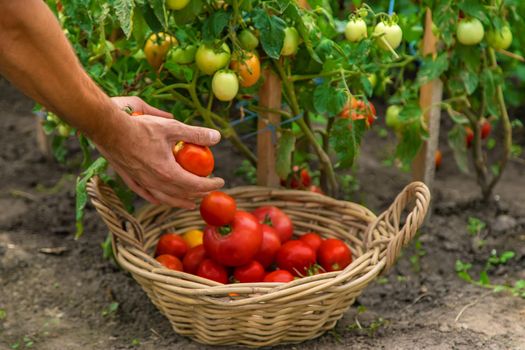 Male farmer harvests tomatoes in the garden. Selective focus. Food.