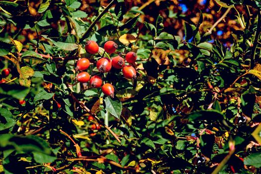 The fruit of a rose, especially a wild kind. Red healthy rose hips for tea and tincture, filled with vitamins and microelements. Red ripe bunch of autumn rose hips among greenery on a sunny day