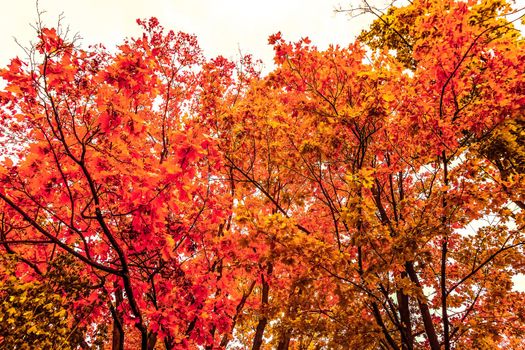 Seasonal travel, retro backdrop and rural environment concept - Beautiful autumn landscape background, vintage nature scene in fall season