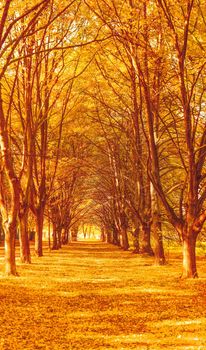 Seasonal travel, retro backdrop and rural environment concept - Beautiful autumn landscape background, vintage nature scene in fall season