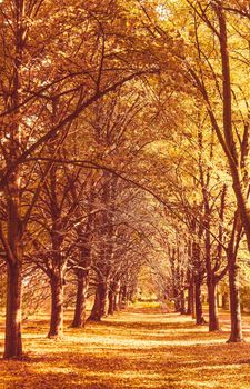 Seasonal travel, retro backdrop and rural environment concept - Beautiful autumn landscape background, vintage nature scene in fall season