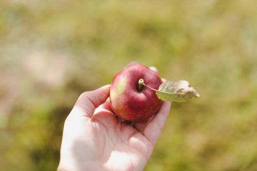 hand holding fresh ripe red apple. Fruit without chemical spraying. Autumn day. Rural garden.