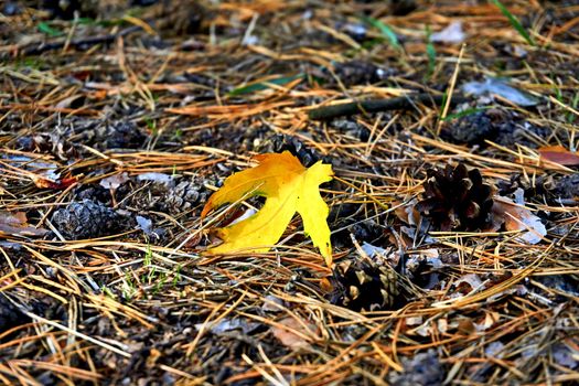 a tree or shrub with lobed leaves, winged fruits, and colorful autumn foliage, grown as an ornamental or for its timber or syrupy sap. Lonely yellow autumn maple leaf close up on the orange grass