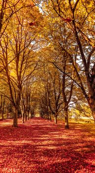 Seasonal travel, retro backdrop and rural environment concept - Beautiful autumn landscape background, vintage nature scene in fall season