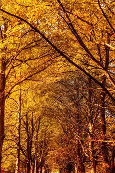 Seasonal travel, retro backdrop and rural environment concept - Beautiful autumn landscape background, vintage nature scene in fall season