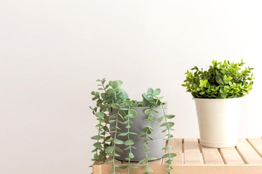 Artificial succulents with exotic plants in white ceramic pots on a wooden table. Copy space