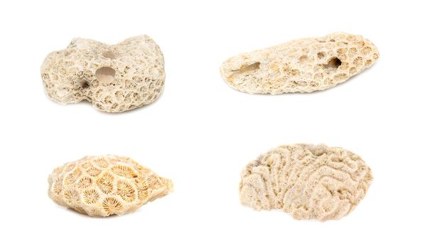 Group of coral cubes on a white background. Undersea Animals.