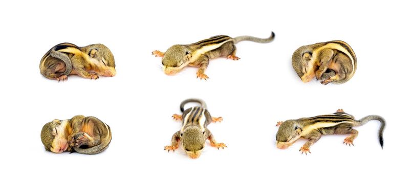 Group of baby himalayan striped squirrel or Baby burmese striped squirrel (Tamiops mcclellandii) on white background. Wild Animals.