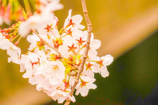 Meguro River cherry blossoms. Shooting Location: Tokyo metropolitan area